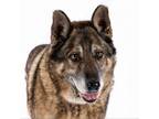 Adopt Hayes 11815 a German Shepherd Dog