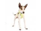 Adopt Russell 11806 a Jack Russell Terrier