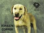 Adopt COPPER a Labrador Retriever