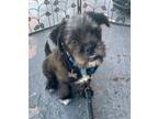 Adopt Sherman a Brussels Griffon, Poodle