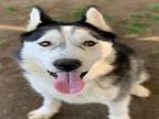 Adopt Dog a Siberian Husky