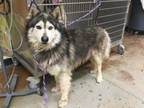 Adopt Dog a Alaskan Malamute