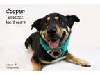 Adopt Dog a German Shepherd Dog, Mixed Breed