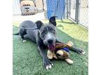 Adopt Bongo a Pit Bull Terrier, Mixed Breed
