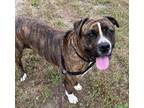 Adopt Rocky a Pit Bull Terrier