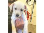 Adopt A686857 a Labrador Retriever, Mixed Breed