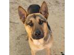 Adopt A686899 a German Shepherd Dog