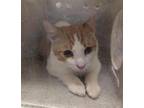 Adopt BUCATINI a Domestic Short Hair