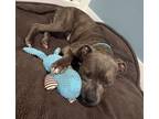 Adopt SINATRA-GOONEY a Pit Bull Terrier, Mixed Breed