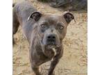 Adopt SINATRA-GOONEY a Pit Bull Terrier, Mixed Breed