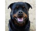 Adopt SMILEY a Rottweiler