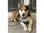 Adopt BLUE a Siberian Husky