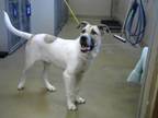 Adopt JJ a Great Pyrenees, Mixed Breed