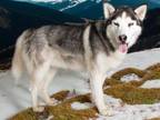 Adopt HANS - A057280 a Siberian Husky
