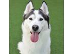 Adopt Storm a Siberian Husky