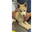 Adopt ANDY a Husky, Mixed Breed