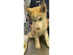 Adopt MARCUS a Husky, Mixed Breed