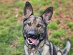 Adopt KYLO a German Shepherd Dog