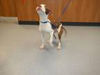 Adopt A1337413 a Pit Bull Terrier