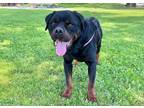 Adopt Beck a Rottweiler