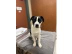 Adopt MARCELLO a Parson Russell Terrier, English Pointer