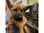 Adopt UNKNOWN a German Shepherd Dog, Mixed Breed