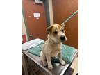 Adopt GARTH a Australian Cattle Dog / Blue Heeler, Mixed Breed