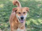 Adopt OZZY a Mixed Breed