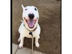 Adopt RAY a Bull Terrier