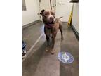 Adopt MANGO a American Staffordshire Terrier