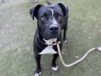 Adopt CARSON a American Staffordshire Terrier, Mixed Breed