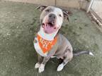 Adopt ARES a Pit Bull Terrier