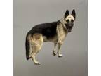 Adopt DANTE a German Shepherd Dog
