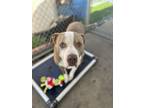Adopt BOTO a Pit Bull Terrier, Mixed Breed
