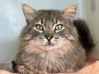 Adopt SCOOTER a Domestic Medium Hair