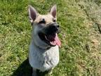 Adopt RIZZ a Akita, Mixed Breed