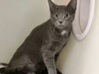 Adopt GIMLI a Domestic Short Hair