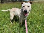 Adopt MICK a Australian Cattle Dog / Blue Heeler