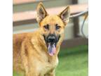 Adopt WESTON a German Shepherd Dog, Mixed Breed