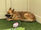 Adopt WESTON a German Shepherd Dog, Mixed Breed