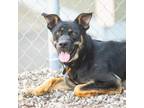 Adopt WILDERNESS a German Shepherd Dog, Mixed Breed