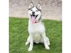 Adopt SOBAKA a Siberian Husky