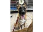 Adopt A131918 a German Shepherd Dog