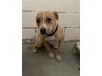 Adopt CORKY a Pit Bull Terrier