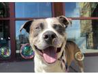 Adopt BEEF SUPREME a Pit Bull Terrier, Catahoula Leopard Dog