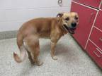 Adopt EVAN a Black Mouth Cur, Mixed Breed