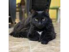 Adopt Randolf a Domestic Long Hair