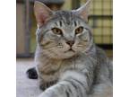 Adopt Silva a Domestic Short Hair