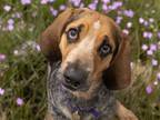 Adopt ROCCO a Bluetick Coonhound