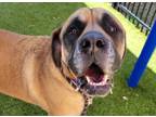 Adopt MICK a Mastiff